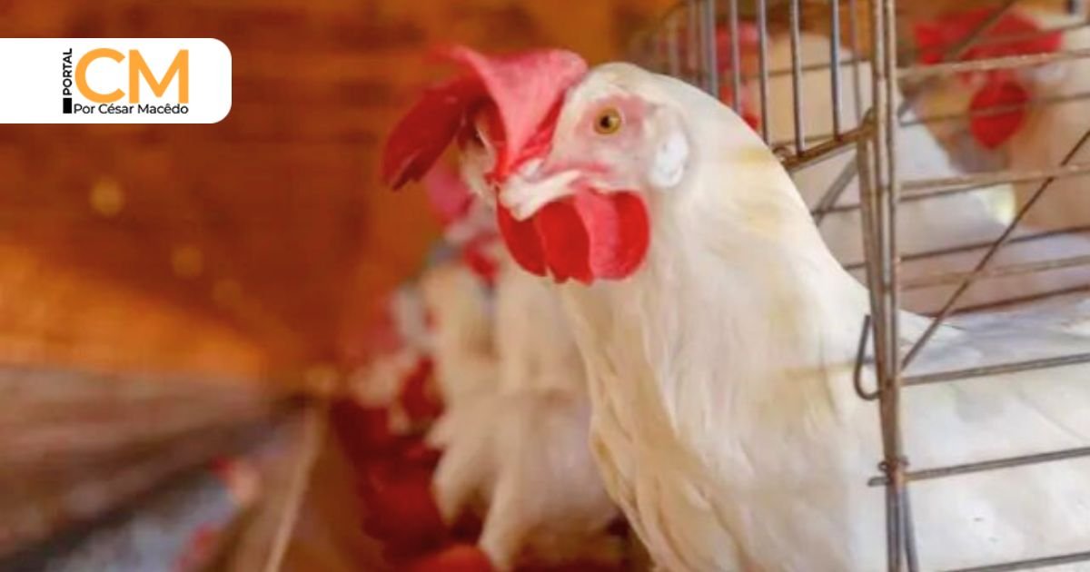 Produção de galinha caipira ganha incentivo em Sobral (CE) e fortalece agricultores familiares