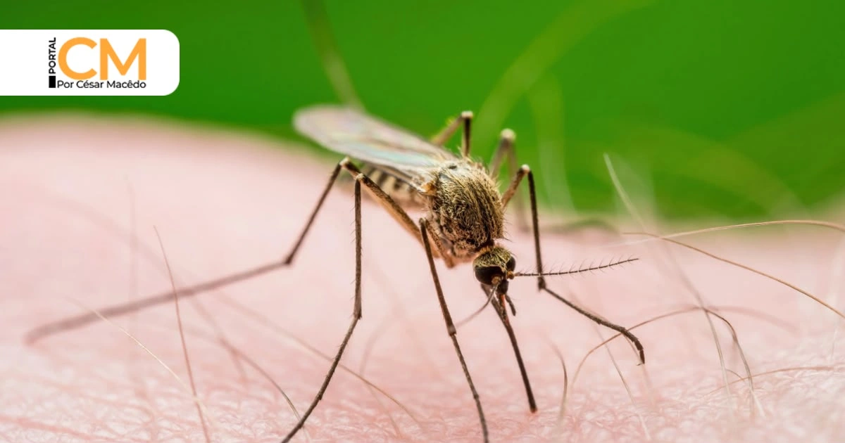Mesmo sem casos, CE cria novo protocolo para monitorar Febre do Nilo