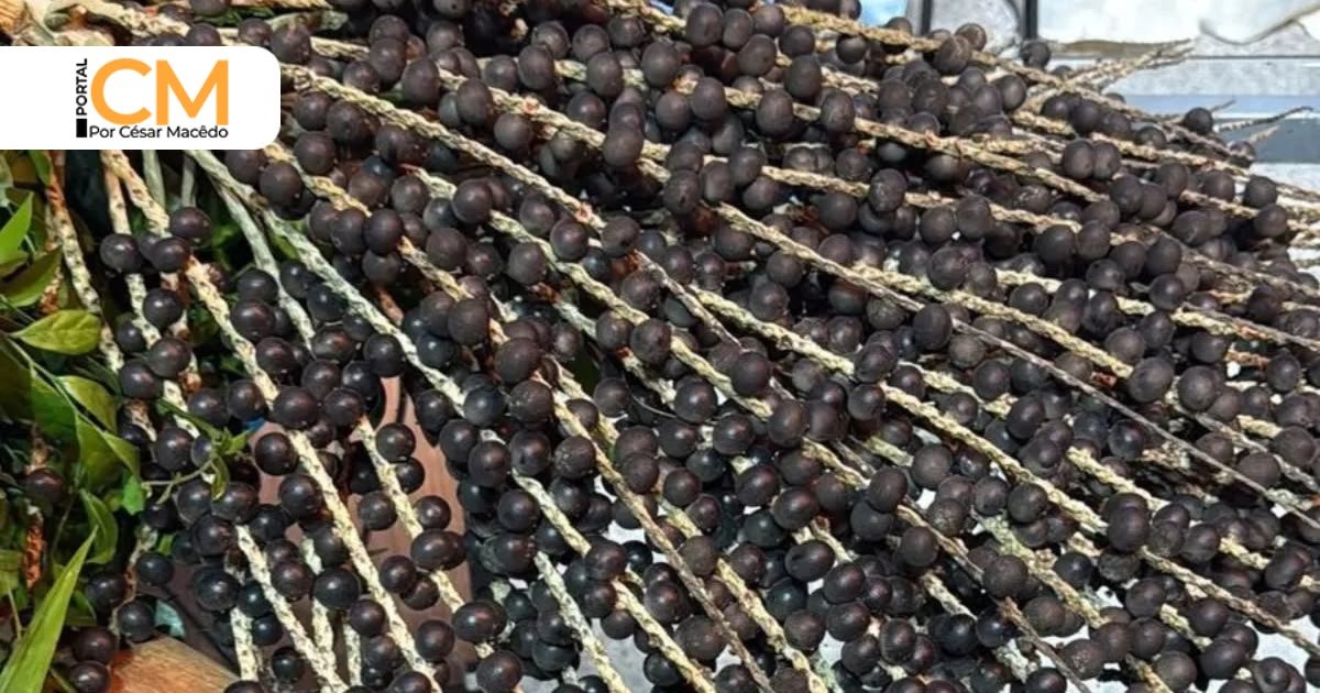 Produção de açaí no Ceará cresce mais de 20% e chega a 10 cidades